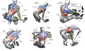 Read more about the article Body Weight Inverted Row – The Back Exercise your aren’t doing